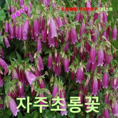 자주초롱꽃 씨앗 20립