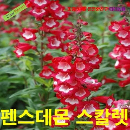 펜스데몬 스칼렛 씨앗 15립