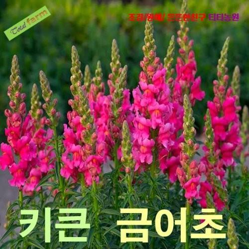 큰키금어초 혼합색 50립