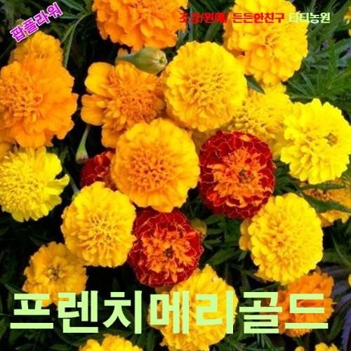 프렌치메리골드 쁘띠 혼합 씨앗 10립