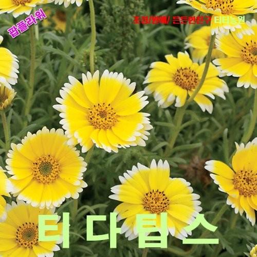 티디팁스 씨앗 10립