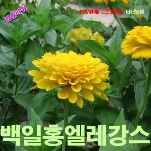 백일홍 엘레강스 노랑 Canary Bird 씨앗 10립