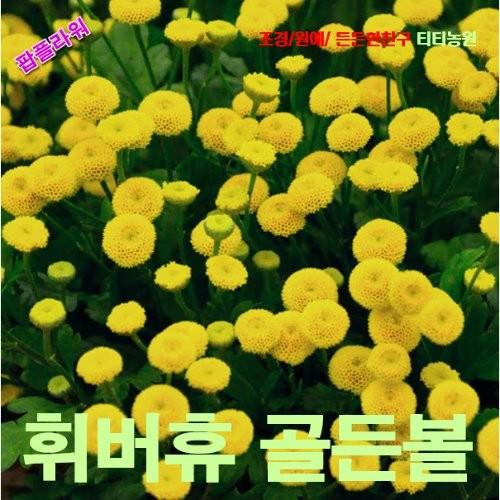 휘버휴 노란볼 씨앗 15립