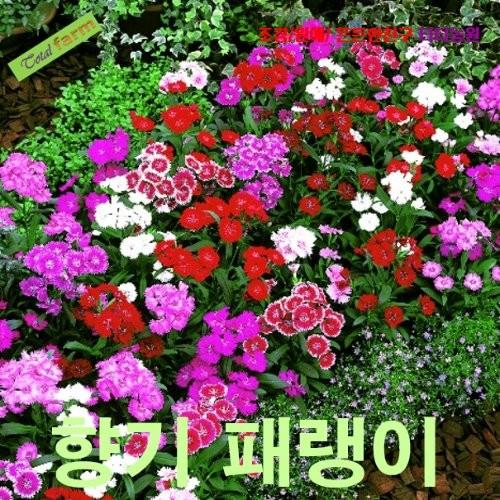 향기패랭이 페르시안카펫 씨앗 15립
