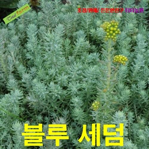 블루세덤 씨앗 25립