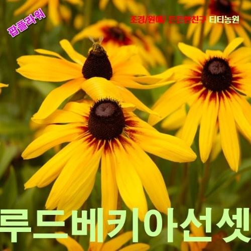 루드베키아 선셋 Sunset 씨앗 100립