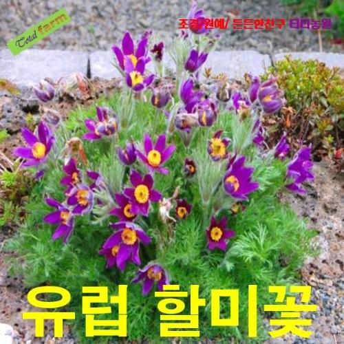 유럽할미꽃 씨앗 5립
