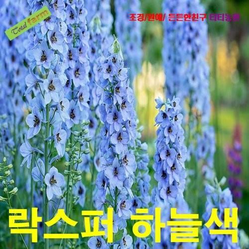 락스퍼 하늘색 씨앗 10립
