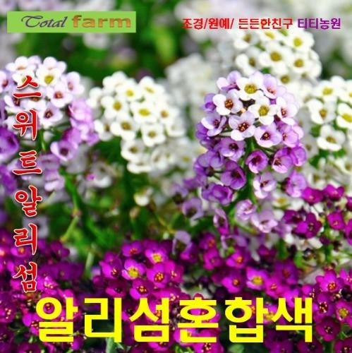 보석처럼 반짝이는 알리섬 혼합색 30립