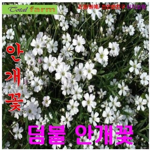 안개꽃덤불안개꽃 화이트 15립