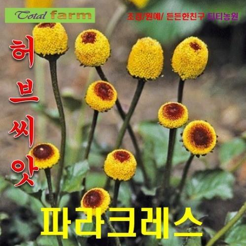 파라크레스 씨앗 20립