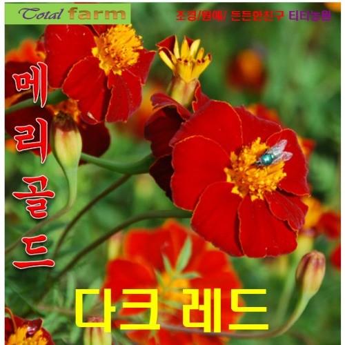 프렌치메리골드 다크레드 10 립