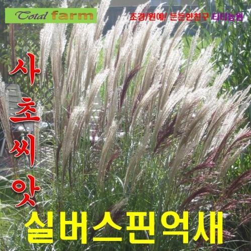 실버스핀억새 씨앗 25립