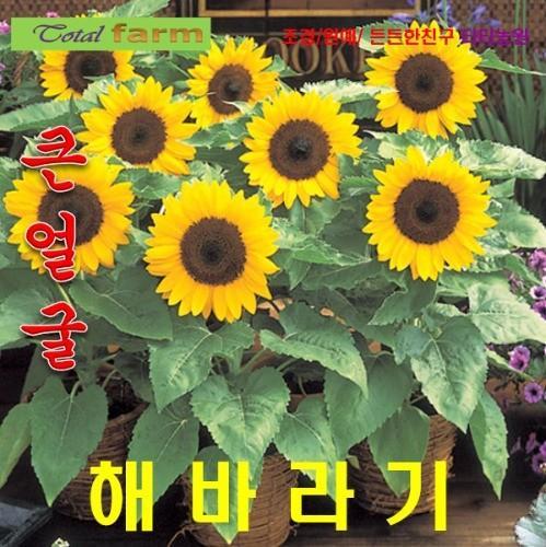씨앗나라) 큰얼굴미니해바라기 씨앗 10립