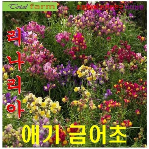 리나리아애기금어초 금붕어꽃 혼합색 씨앗 15립