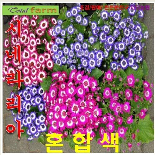 시네라리아 혼합색 씨앗 10립