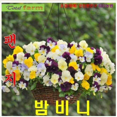 팬지 밤비니 씨앗 20립