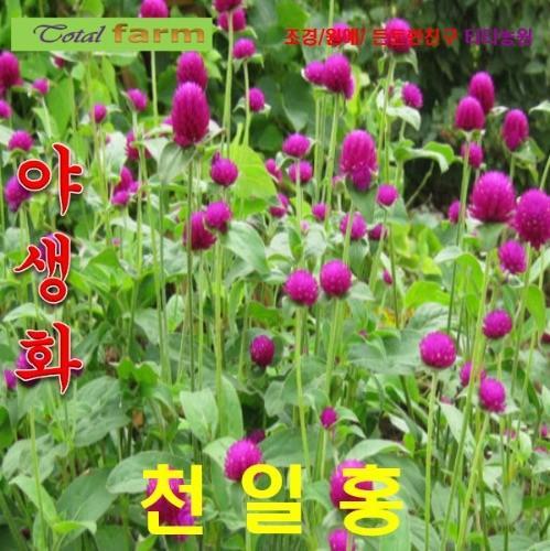 천일홍 진보라퍼플 씨앗 20립