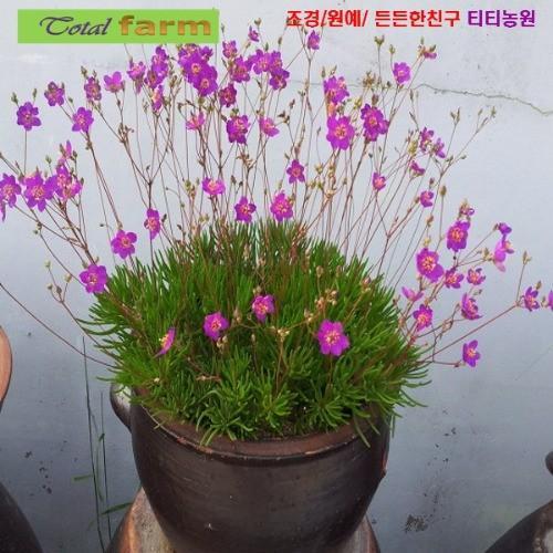 초화화채송화 불꽃놀이채송화 씨앗 10립