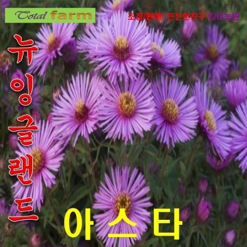 뉴잉글랜드아스타 혼합 씨앗20립