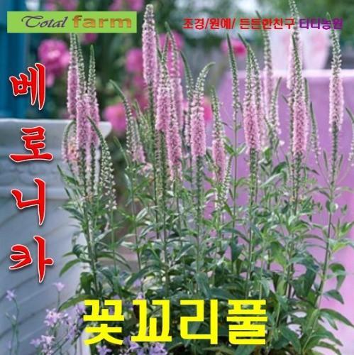 베로니카꽃꼬리풀 씨앗혼합 25립