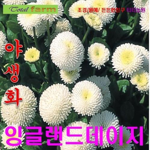 잉글리쉬데이지 화이트 15 립