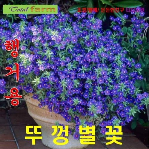 행거용 뚜껑별꽃 블루씨앗 30립