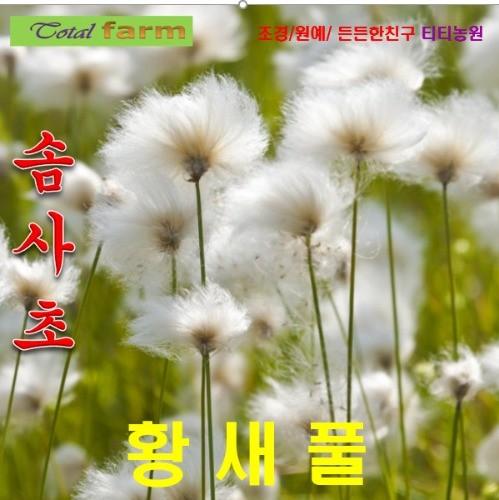 황새풀솜사초 씨앗 20립