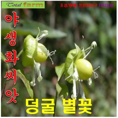 덩굴별꽃 씨앗 20립