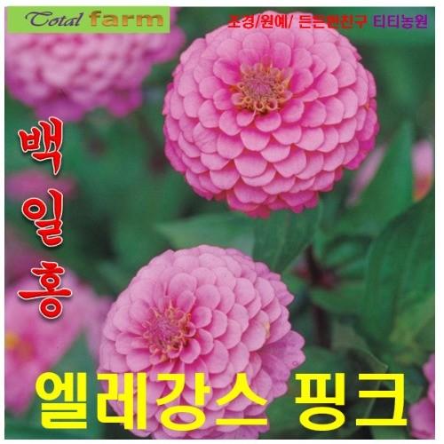 백일홍 엘레강스 루미노사 핑크 10립