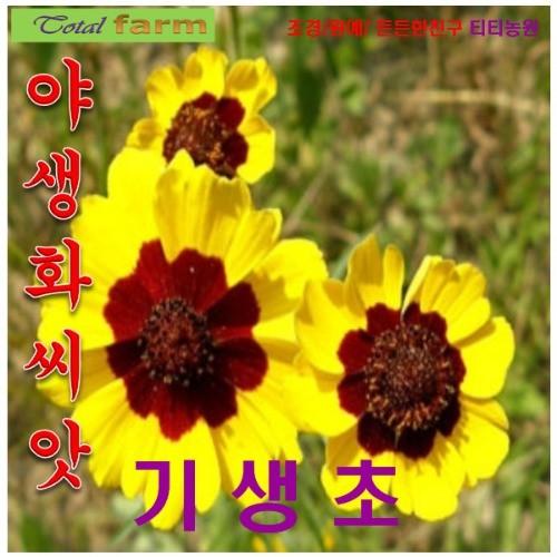 키가 작은 기생초 왜성종 30립