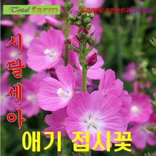 바이올렛 줄무늬 애기접시꽃시달세아 씨앗 10립