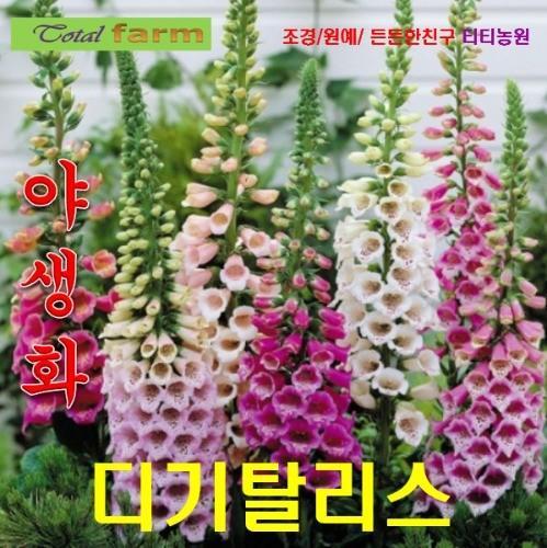 디기탈리스 혼합 씨앗 25립