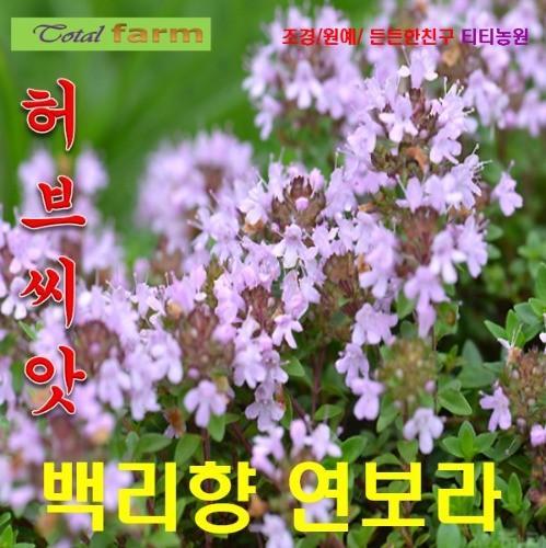 백리향 연보라 반포복성 씨앗 25립