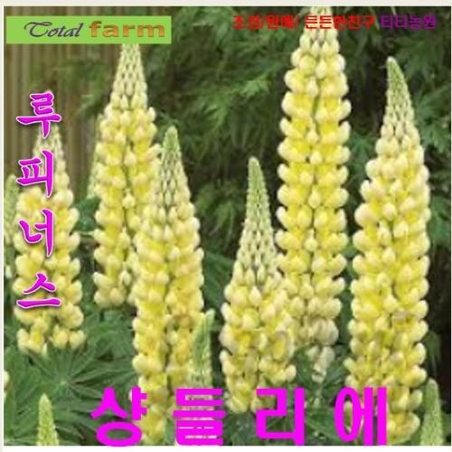 루피너스 혼합 씨앗 5립