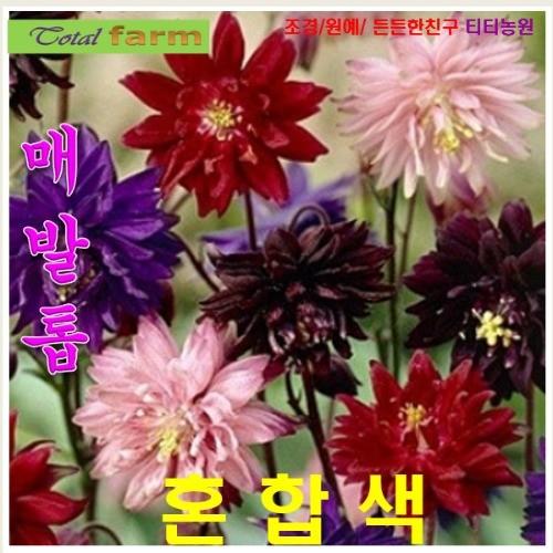스텔라매발톱 혼합색 씨앗 10립