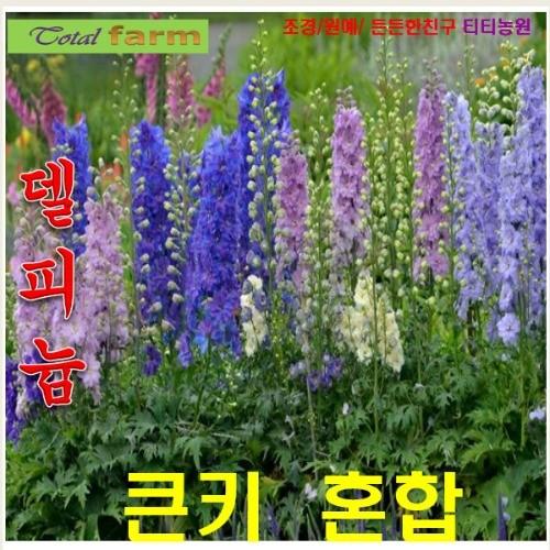 델피늄 큰키혼합 씨앗 10 립
