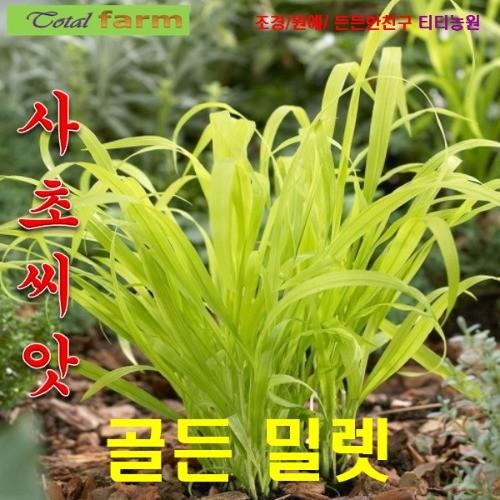 팝플라워 사초씨앗 골든밀렛 5립