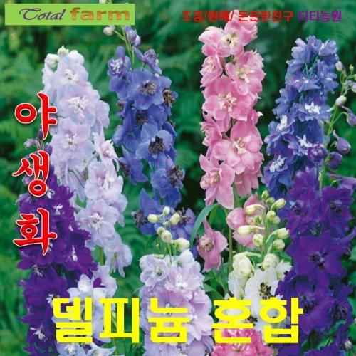 꽃씨 델피늄 혼합색 씨앗 10립