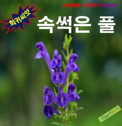 속썩은풀 10립