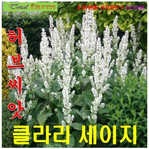 허브씨앗 클라리세이지 혼합 씨앗 15립