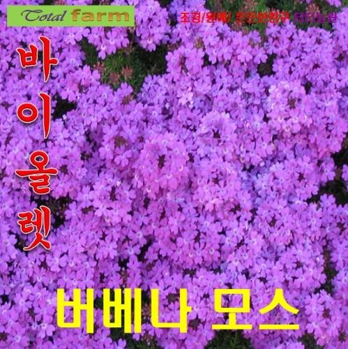 꽃이 화려한 버베나 바이올렛보라색 15립