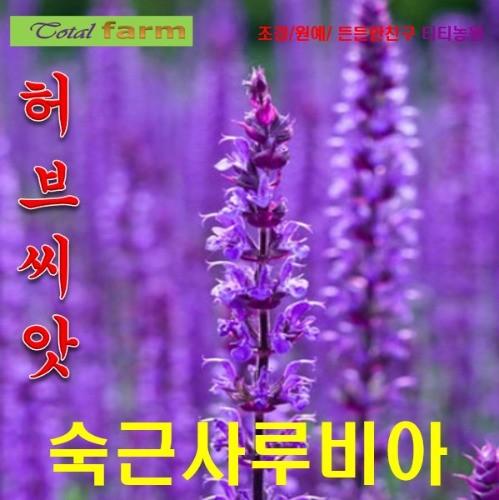 /숙근사루비아 혼합 씨앗 15립