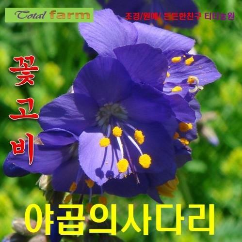 꽃고비 블루 야곱의사다리 씨앗 20립