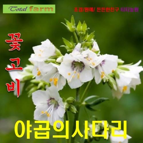 꽃고비 화이트 야곱의사다리 씨앗20립