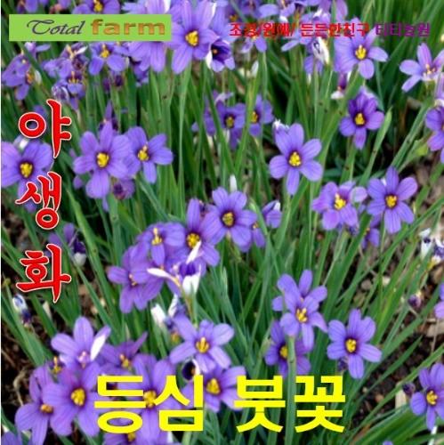 등심붓꽃 혼합씨앗 10립
