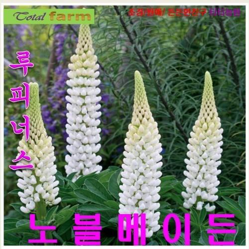 루피너스 혼합색 혼합 씨앗 5립