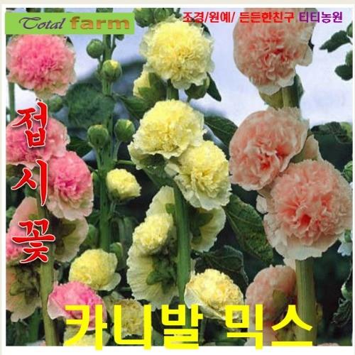 접시꽃 카니발믹스파종첫해 개화 10립
