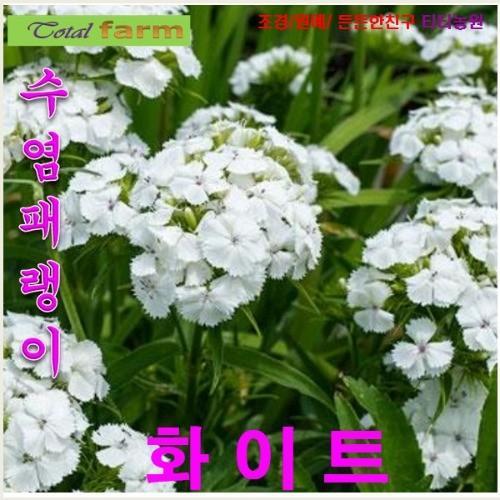 수염패랭이 화이트 씨앗 10 립