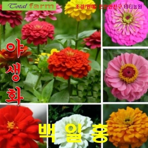 백일홍 엘레강스 혼합색상 10립